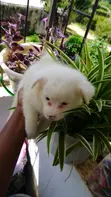 Kinda wa Kiume wa Mchanganyiko wa Japanese Spitz - Miezi 1-3 - 3
