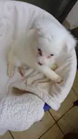 Kinda wa Kiume wa Mchanganyiko wa Japanese Spitz - Miezi 1-3 - 4