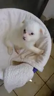 Kinda wa Kiume wa Mchanganyiko wa Japanese Spitz - Miezi 1-3 - 5