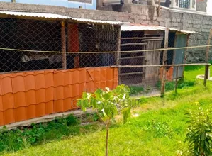 Poultry House for Rent in Utawala