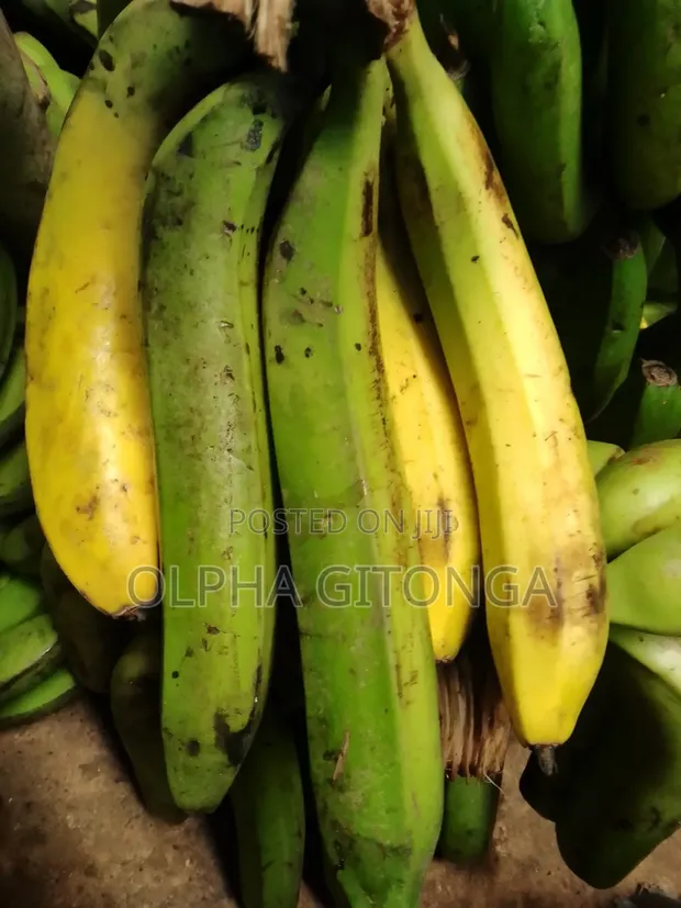 Fresh Bananas for Sale - 1