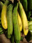 Fresh Bananas for Sale - 1