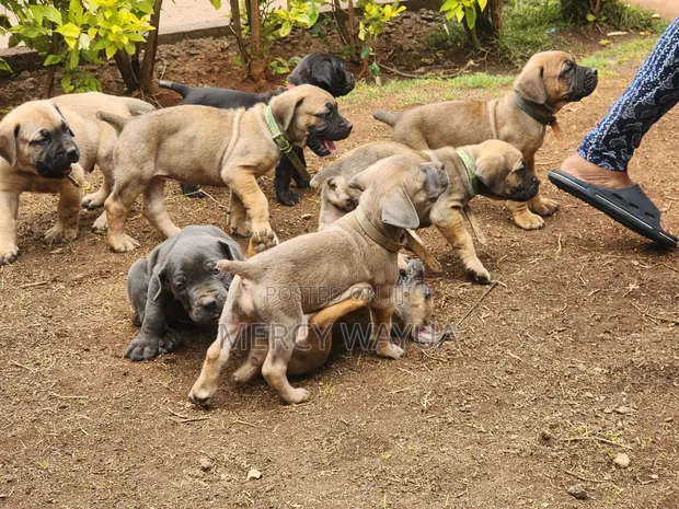 Mbwa wa Boerboel Safi wa Kike, Mwenye Umri wa Miezi 2 - 1