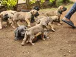 Mbwa wa Boerboel Safi wa Kike, Mwenye Umri wa Miezi 2 - 1