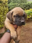 Mbwa wa Boerboel Safi wa Kike, Mwenye Umri wa Miezi 2 - 2