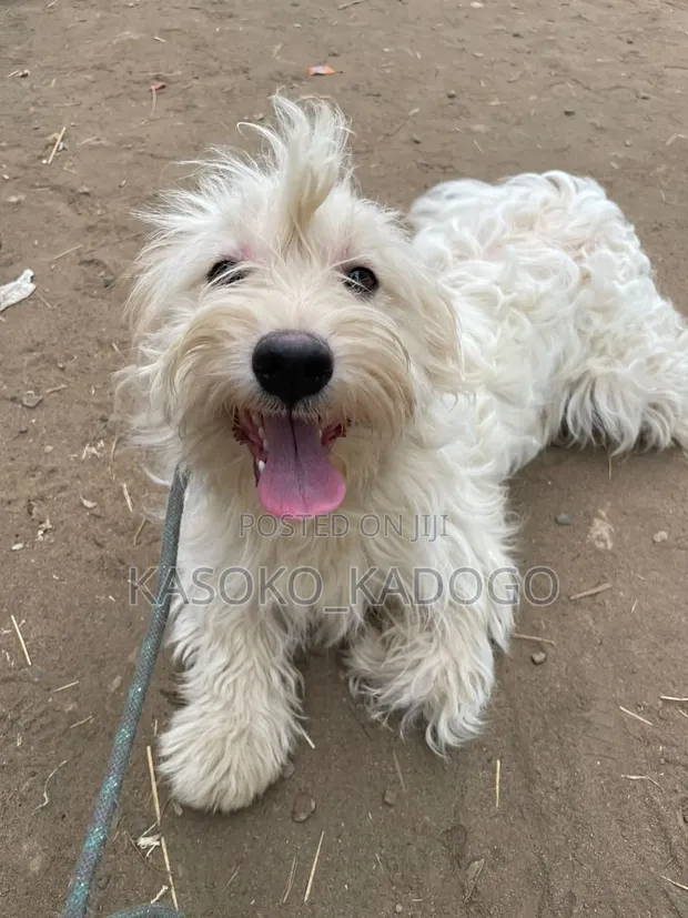 Mbwa Mzuri wa Kimaumbile wa Maltese, Miezi 6-12 - 1