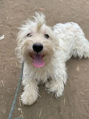 Purebred Maltese Puppy, 6-12 Months