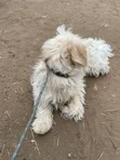 Mbwa Mzuri wa Kimaumbile wa Maltese, Miezi 6-12 - 2