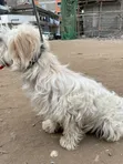 Mbwa Mzuri wa Kimaumbile wa Maltese, Miezi 6-12 - 4