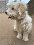 Mbwa Mzuri wa Kimaumbile wa Maltese, Miezi 6-12 - 5