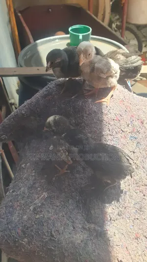 Kuchi Chicks