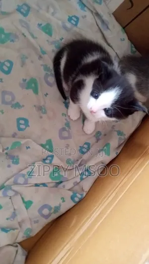 1-3 Month Male Mixed Breed Tabby Kitten