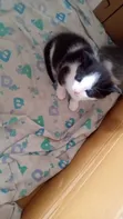 1-3 Month Male Mixed Breed Tabby Kitten - 1