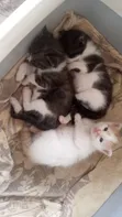 1-3 Month Male Mixed Breed Tabby Kitten - 2