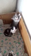 1-3 Month Male Mixed Breed Tabby Kitten - 3