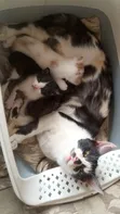 1-3 Month Male Mixed Breed Tabby Kitten - 4