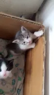 1-3 Month Male Mixed Breed Tabby Kitten - 5