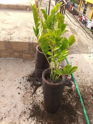 Potted ZZ Plant
