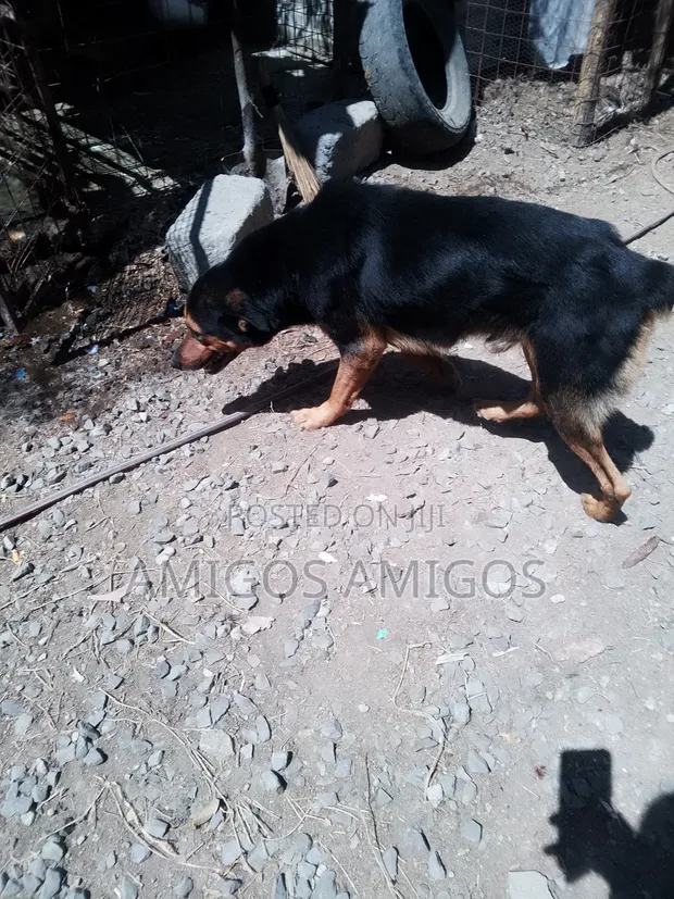 Male Rottweiler Mix, 1+ Year Old - 1