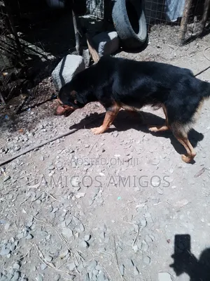 Male Rottweiler Mix, 1+ Year Old