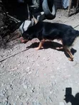 Male Rottweiler Mix, 1+ Year Old - 1