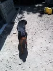 Male Rottweiler Mix, 1+ Year Old - 2