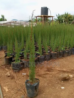 Italian Cypress Tree
