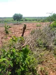 Ten Acres Farmland for Sale in Athi - 1