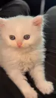 Purebred Persian Kitten - 1-3 Months Male - 1