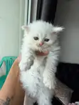 Purebred Persian Kitten - 1-3 Months Male - 2