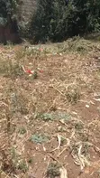Prime 1/4 Acre Plot for Sale - Kiserian, Kaurai Road, Cianda - 4