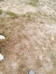 Affordable 100x100 Plots for Sale in Juja Farm, Gikumari - 3