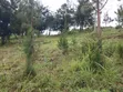 1.5 Acres Land for Sale in Wundanyi, Mbengonyi - 4