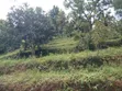 1.5 Acres Land for Sale in Wundanyi, Mbengonyi - 5