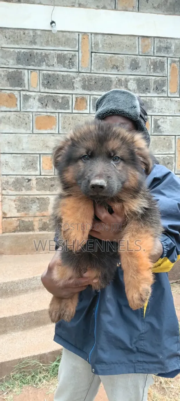 Purebred German Shepherd Puppy (3-6 Months) - 1