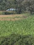 4 Acres Prime Land for Sale Near Kitale Airstrip - 3