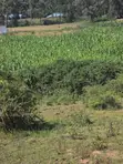 4 Acres Prime Land for Sale Near Kitale Airstrip - 4