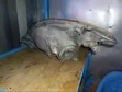 Toyota IST Non-Xenon Headlight (Used) - 2