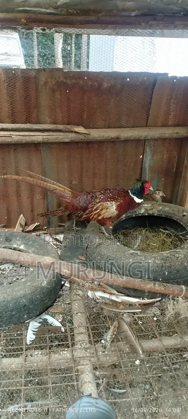 Ringnecked Pheasants - 1