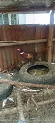 Ringnecked Pheasants - 2