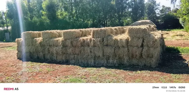 Quality Dry Hay Bales for Sale - 1