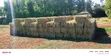 Quality Dry Hay Bales for Sale - 1
