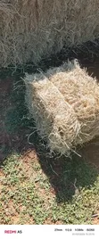 Quality Dry Hay Bales for Sale - 2