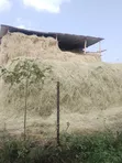 Quality Dry Hay Bales for Sale - 4