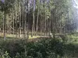 Prime 3.66 Acre Land for Sale - Kakamega/Mumias Road - 3