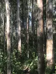 Prime 3.66 Acre Land for Sale - Kakamega/Mumias Road - 4
