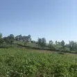 Prime 3.66 Acre Land for Sale - Kakamega/Mumias Road - 5