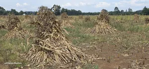 2.5 Acres Commercial Land Touching Highway, Cheptiret Eldoret