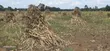 2.5 Acres Commercial Land Touching Highway, Cheptiret Eldoret - 1