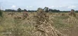 2.5 Acres Commercial Land Touching Highway, Cheptiret Eldoret - 2